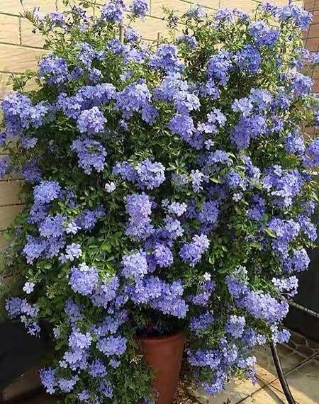 适合庭院养的花