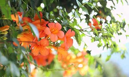 适合庭院养的花