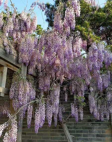适合庭院养的花