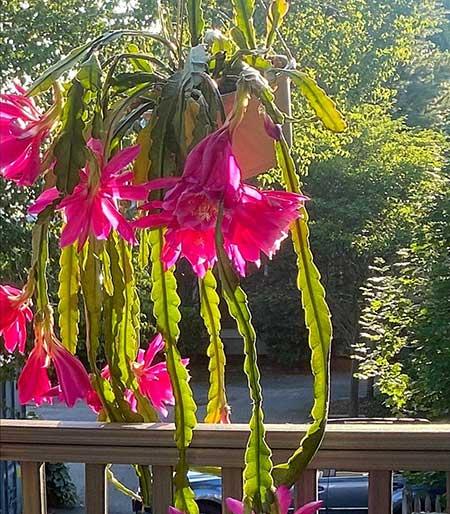 适合庭院养的花