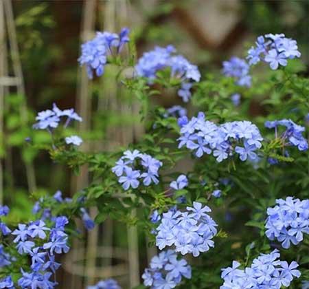 适合庭院养的花