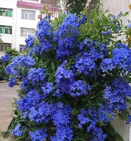 适合庭院养的花