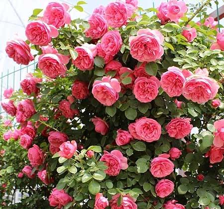 适合庭院养的花