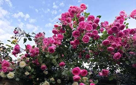 适合庭院养的花