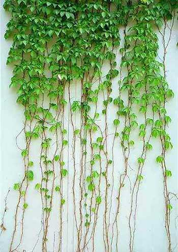 适合庭院养的花