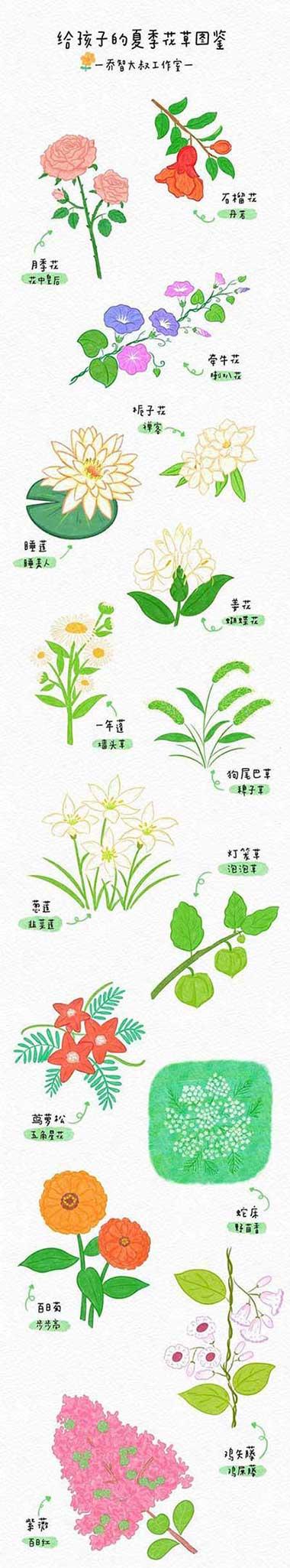 花卉类植物