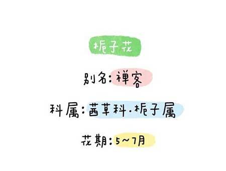 花卉类植物