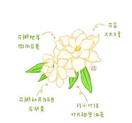 花卉类植物