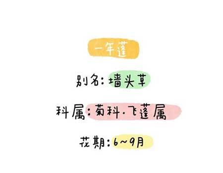 花卉类植物