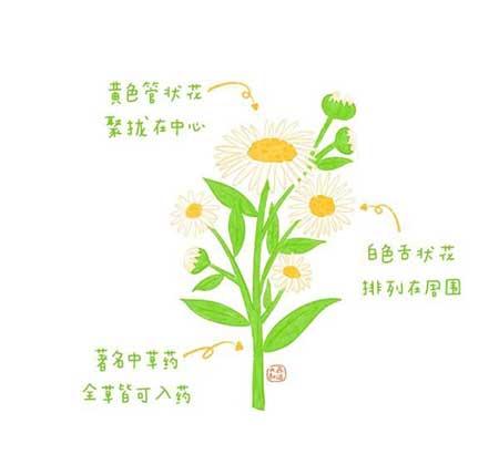 花卉类植物