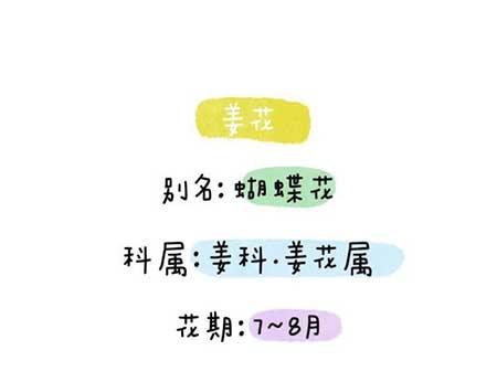 花卉类植物