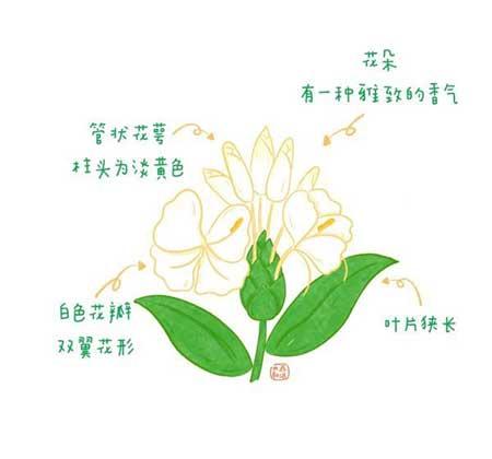 花卉类植物