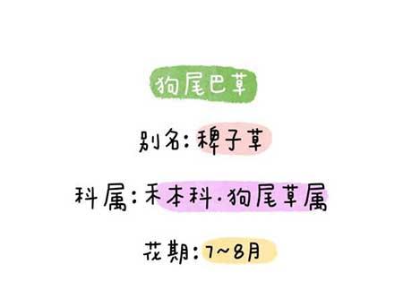 花卉类植物