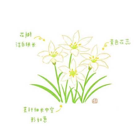 花卉类植物