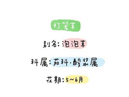 花卉类植物