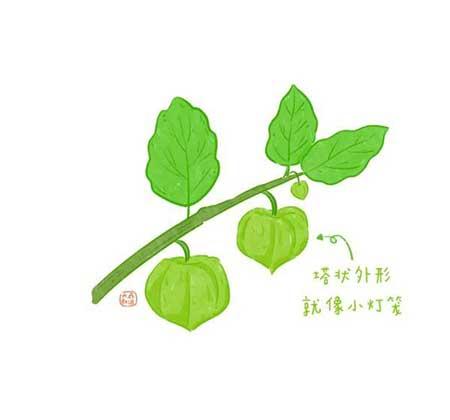 花卉类植物