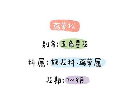 花卉类植物