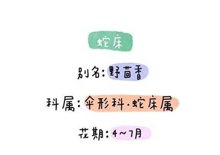 花卉类植物