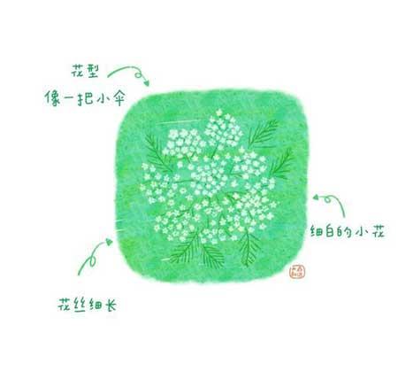 花卉类植物