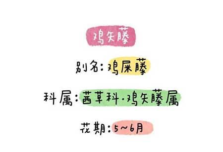 花卉类植物