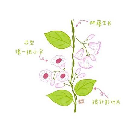 花卉类植物