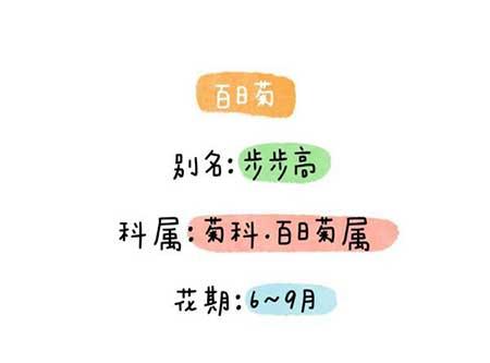 花卉类植物