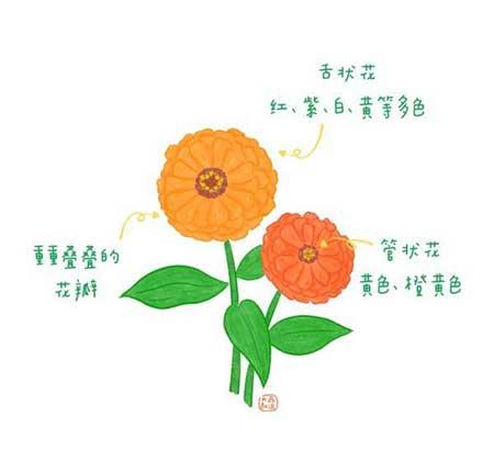 花卉类植物