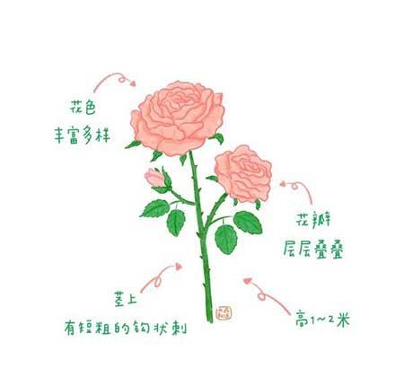 花卉类植物