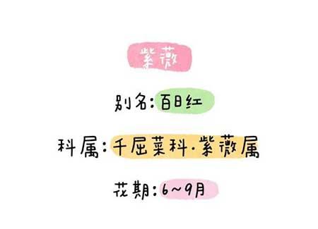 花卉类植物