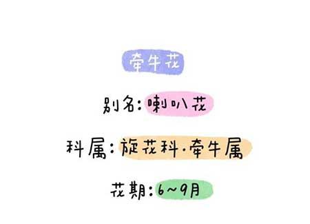 花卉类植物
