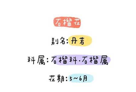 花卉类植物