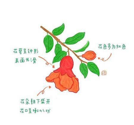花卉类植物