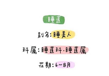 花卉类植物