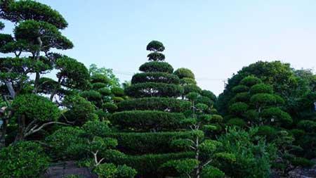 花卉工厂