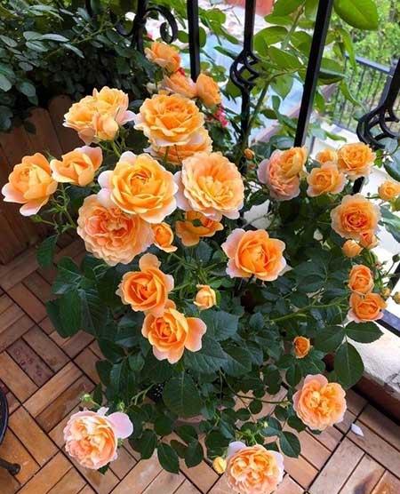 花卉的价格大全