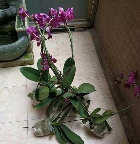 花卉的价格大全