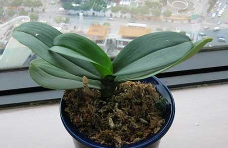 花卉的价格大全