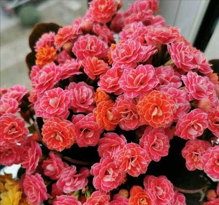 花卉的价格大全