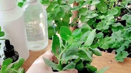 花卉的价格大全