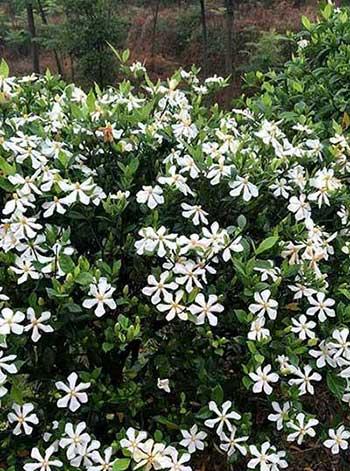 花卉的价格大全