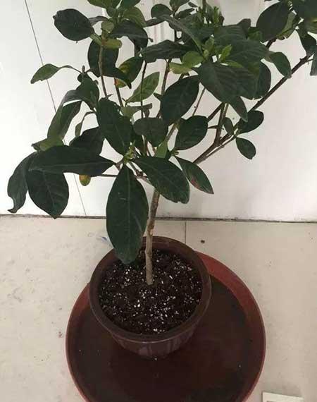 花卉的价格大全