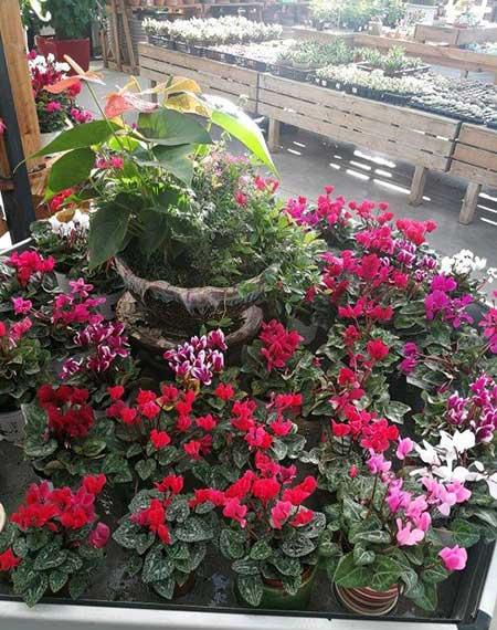 花卉的价格大全