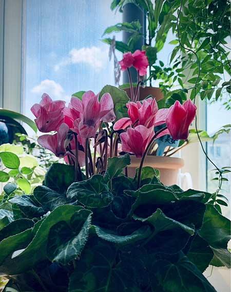 花卉的价格大全