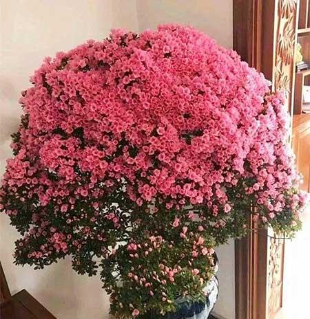 花卉的价格大全