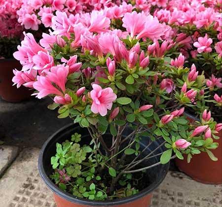 花卉的价格大全