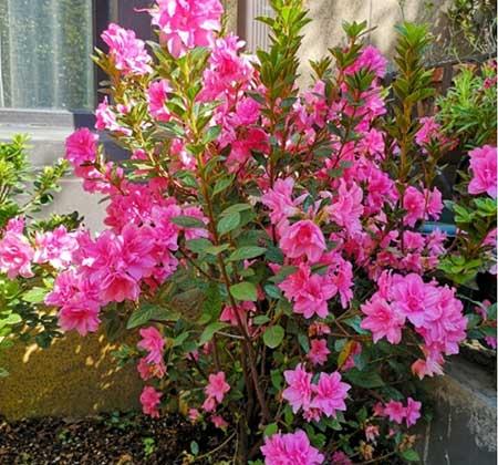 花卉的价格大全