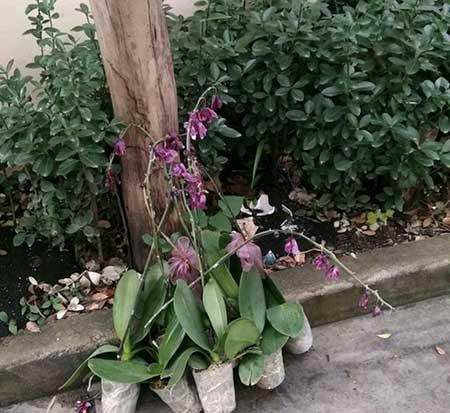 花卉的价格大全