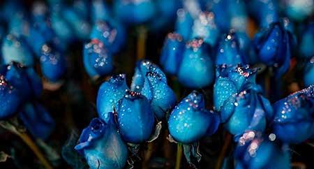 花卉的价格