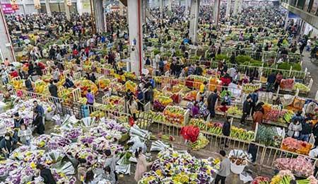 花卉出租市场具体情况