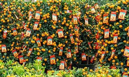 花卉出租市场具体情况